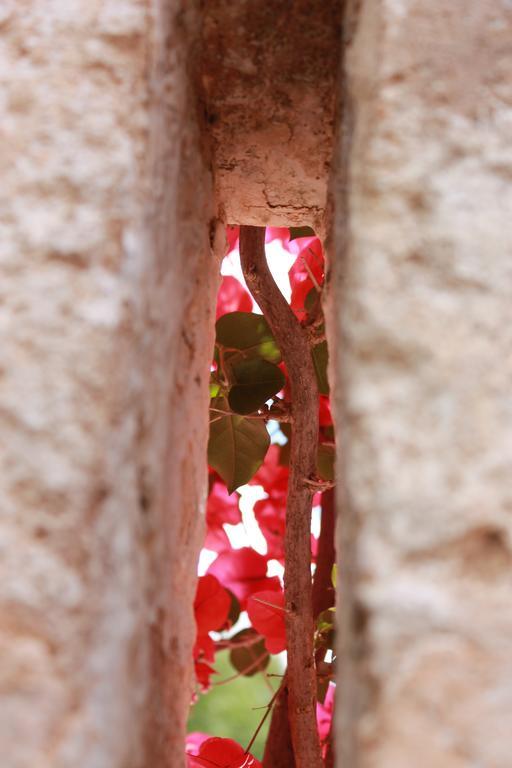 Masseria Gianecchia Cisternino Exterior photo